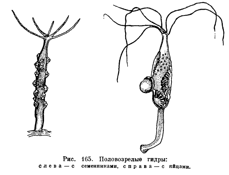 Сайты типа гидры